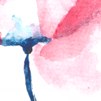 Le soupir du coquelicot