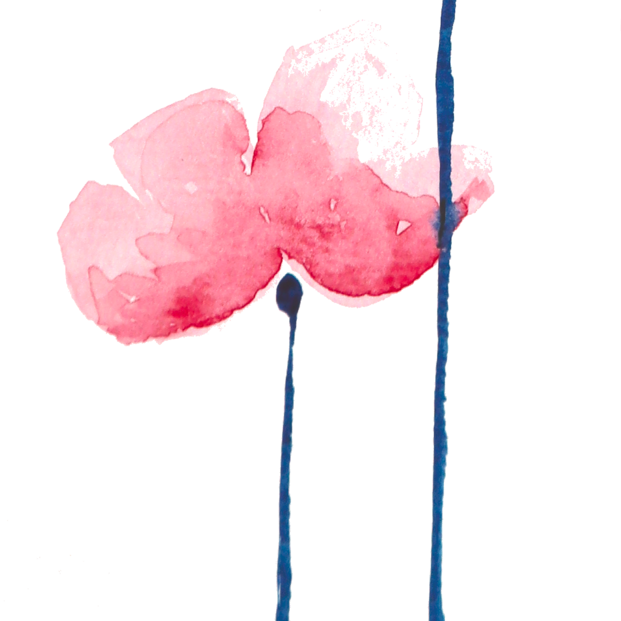 La danse des coquelicots