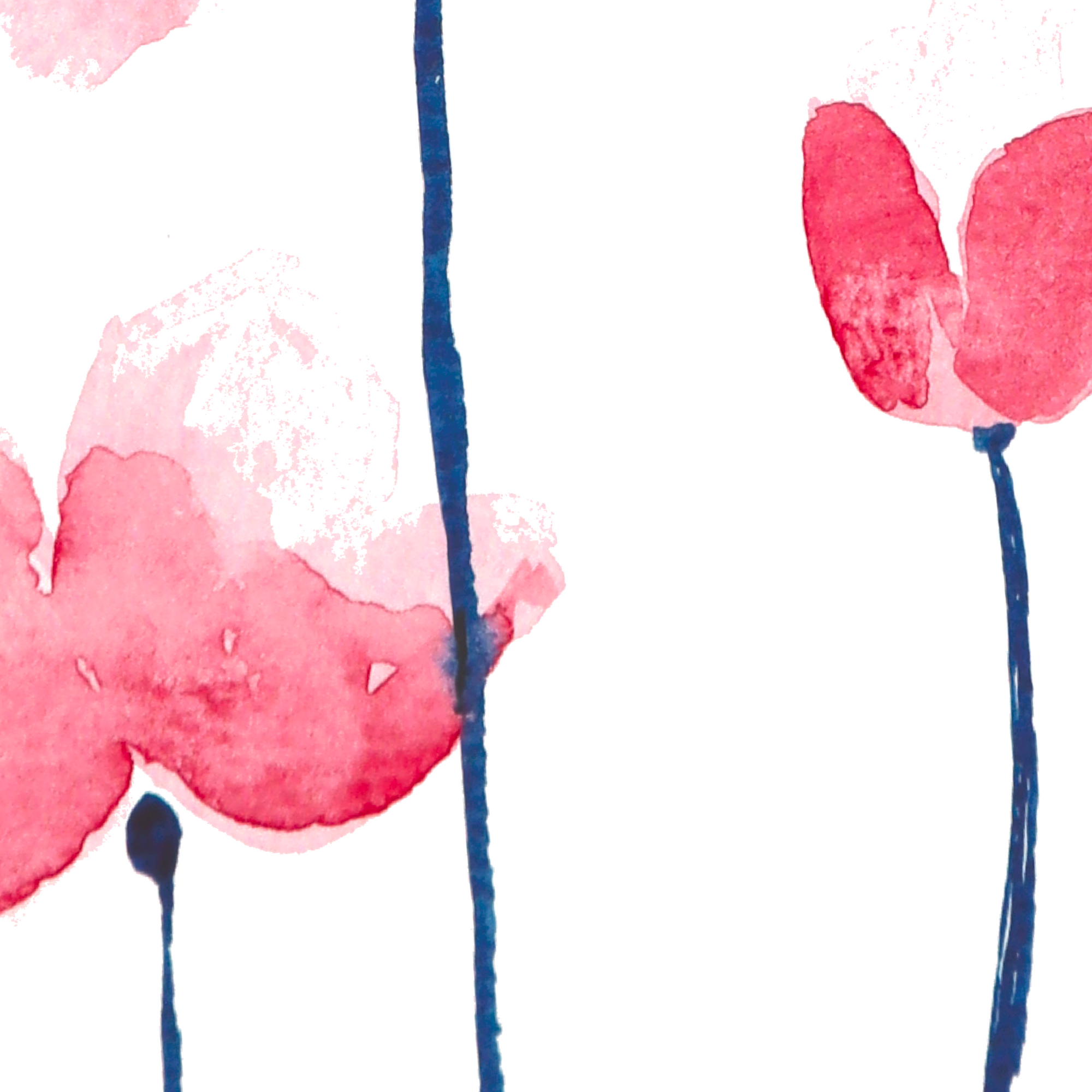 La danse des coquelicots