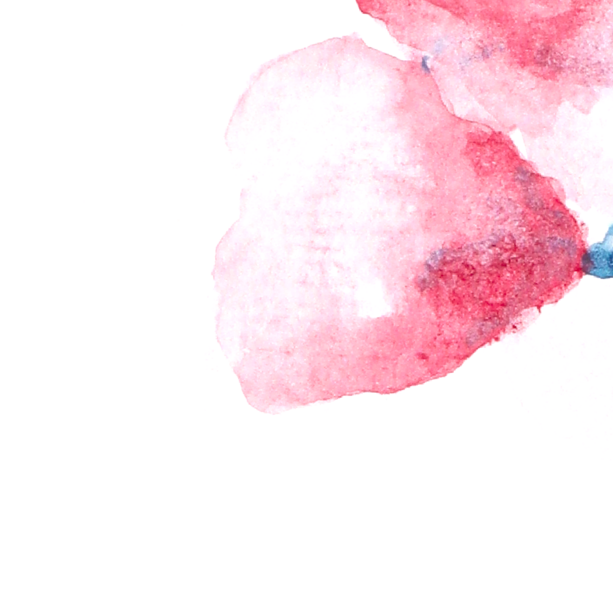 Le soupir du coquelicot