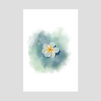 Comme le Jasmin